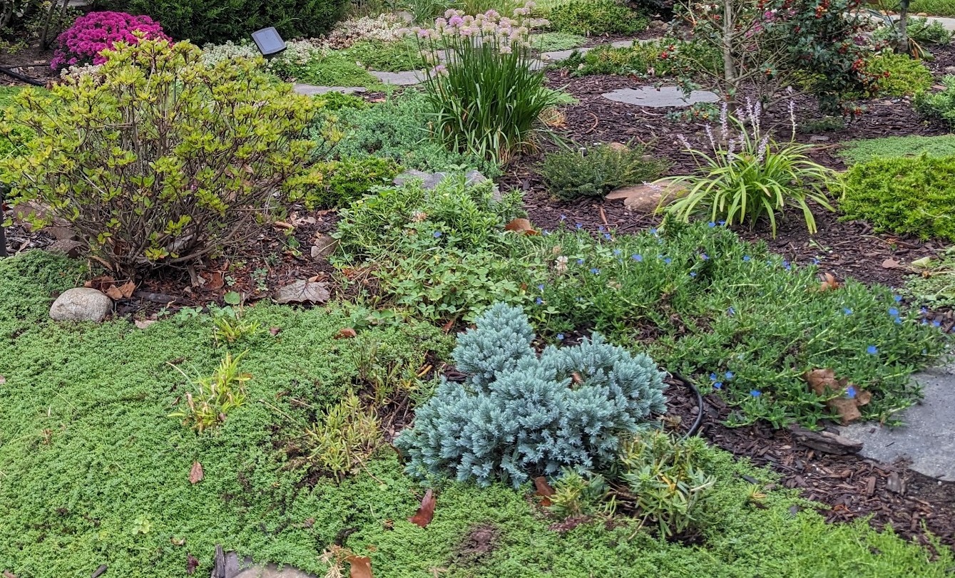 Alternative ground coverings in my front garden