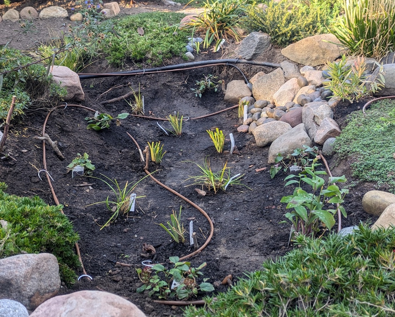 Small Urban Rain Garden